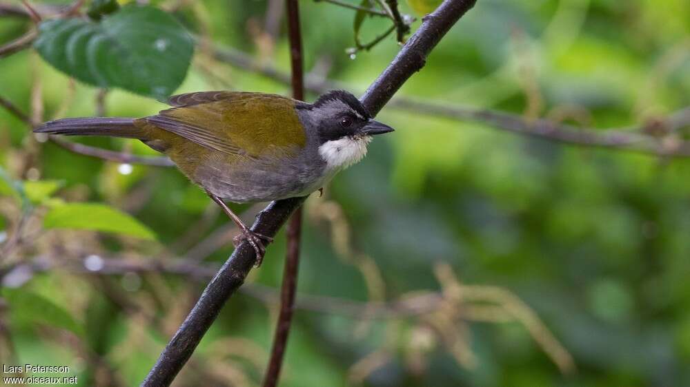 Grey-browed Brushfinchadult, habitat, pigmentation