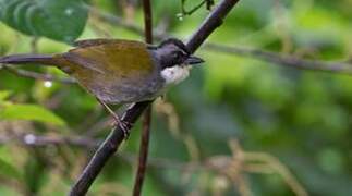 Grey-browed Brushfinch