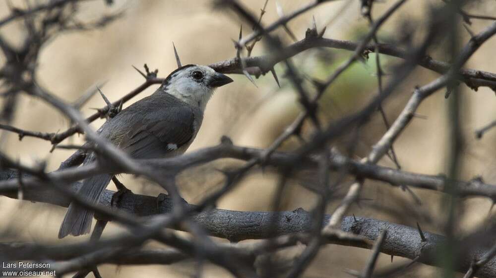 White-headed Brushfinchadult, habitat, pigmentation