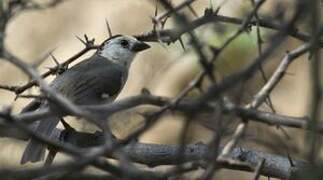 White-headed Brushfinch