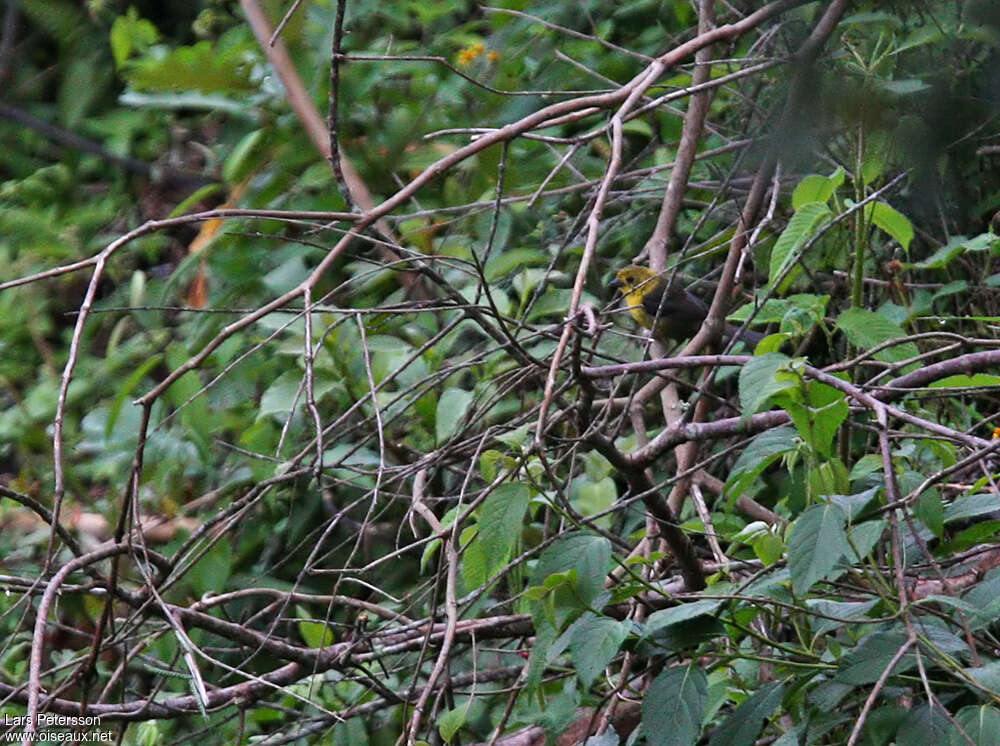 Yellow-headed Brushfinchadult, identification