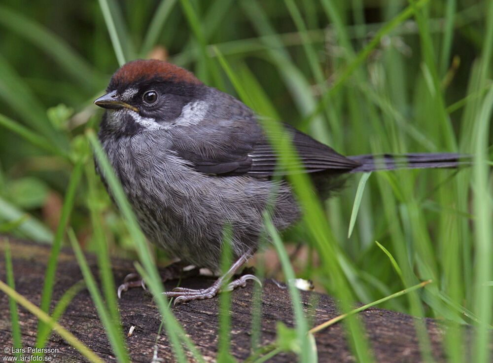 Slaty Brushfinch