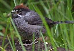 Slaty Brushfinch