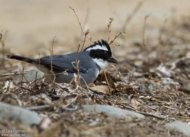Black-capped Sparrow