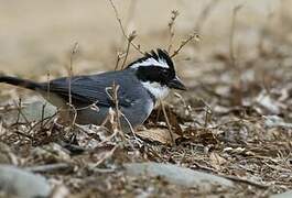 Black-capped Sparrow