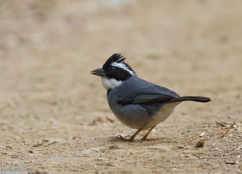 Black-capped Sparrowadult, identification
