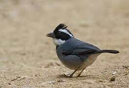 Black-capped Sparrow