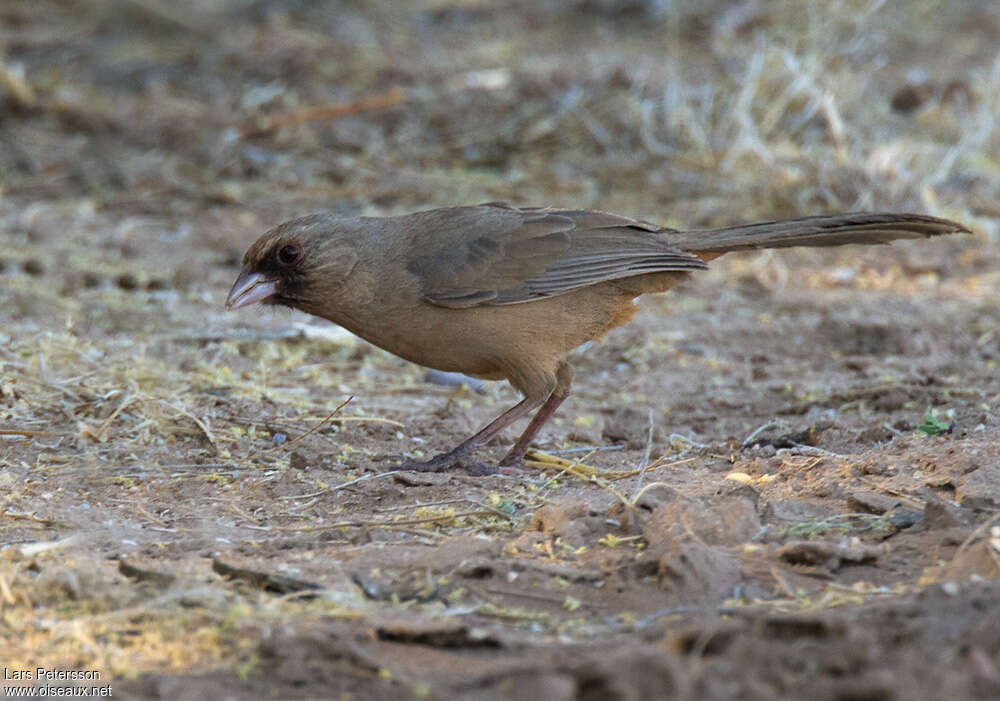 Tohi d'Abertadulte, identification