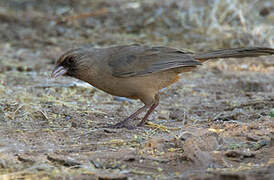 Abert's Towhee