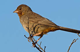 California Towhee