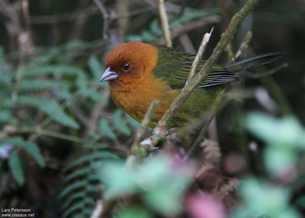 Ochre-breasted Brushfinchadult, identification