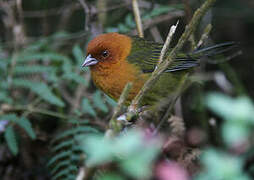 Ochre-breasted Brushfinch