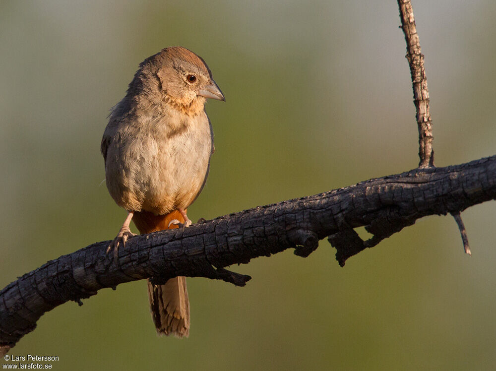 Canyon Towhee