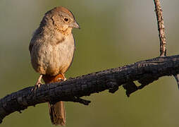 Canyon Towhee