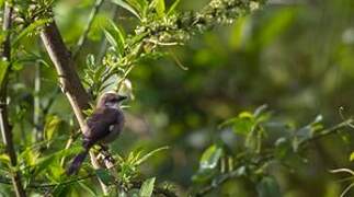 Pale-headed Brushfinch