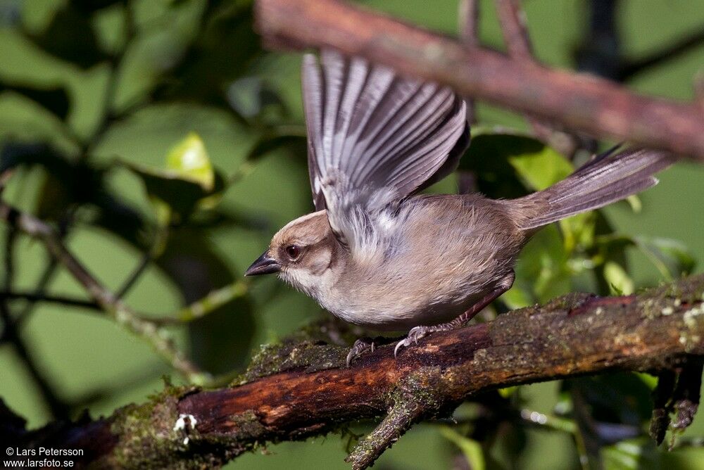 Pale-headed Brushfinch