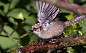 Pale-headed Brushfinch