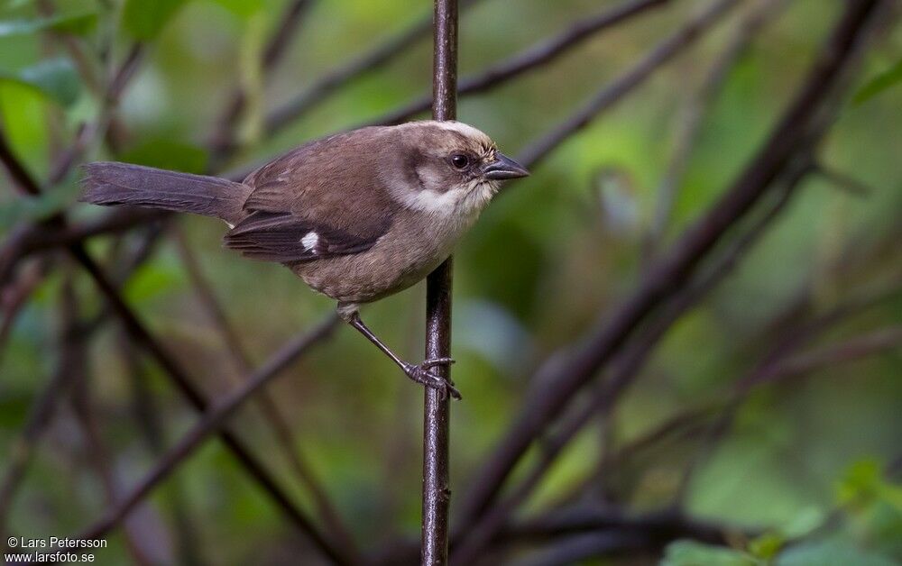 Pale-headed Brushfinch