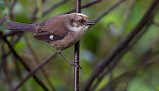 Pale-headed Brushfinch