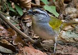 Black-striped Sparrow