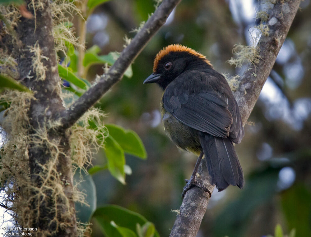 Grey-eared Brushfinch