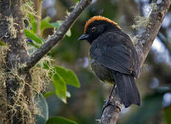 Grey-eared Brushfinch