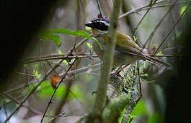 Pectoral Sparrow