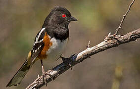 Spotted Towhee