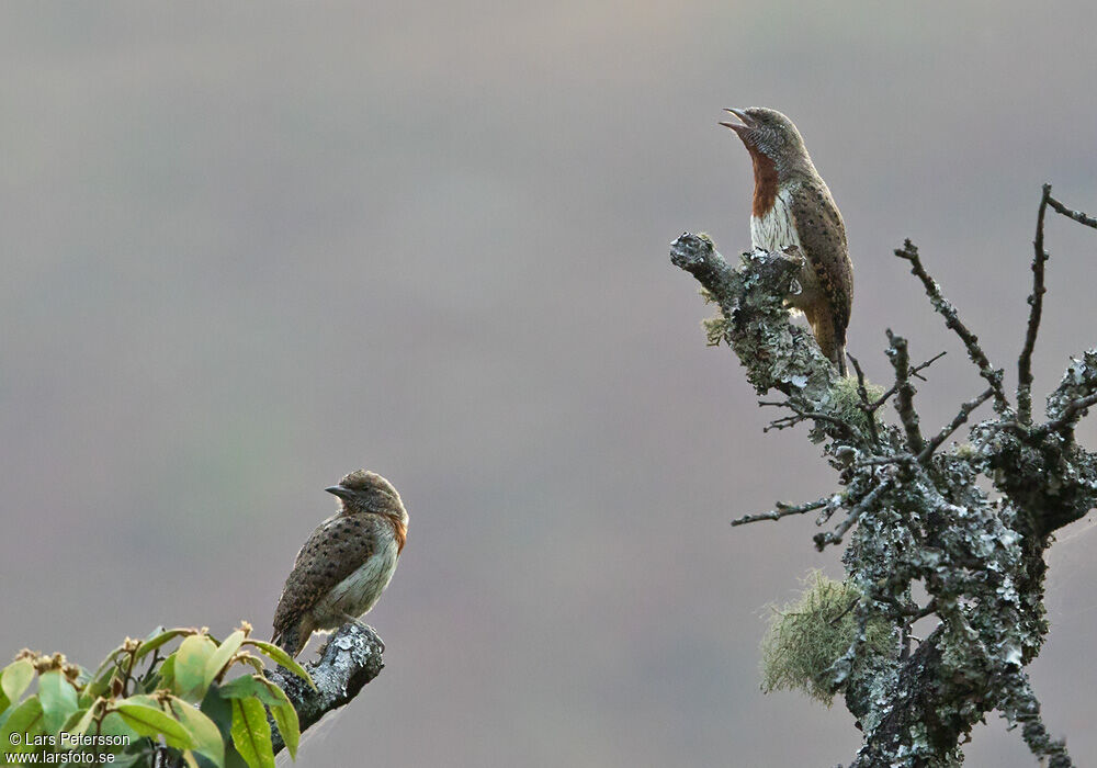 Red-throated Wryneck