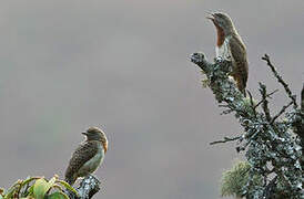 Red-throated Wryneck