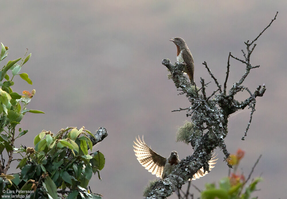 Red-throated Wryneck