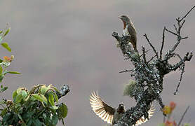 Red-throated Wryneck