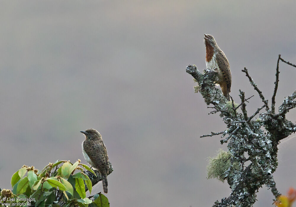 Red-throated Wryneck