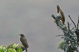 Red-throated Wryneck