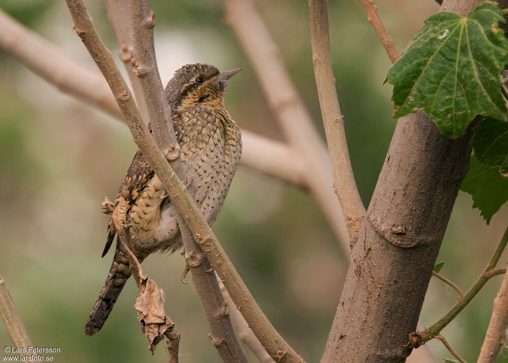 Eurasian Wryneck