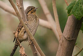 Eurasian Wryneck