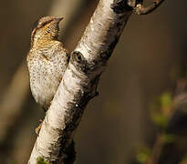 Eurasian Wryneck