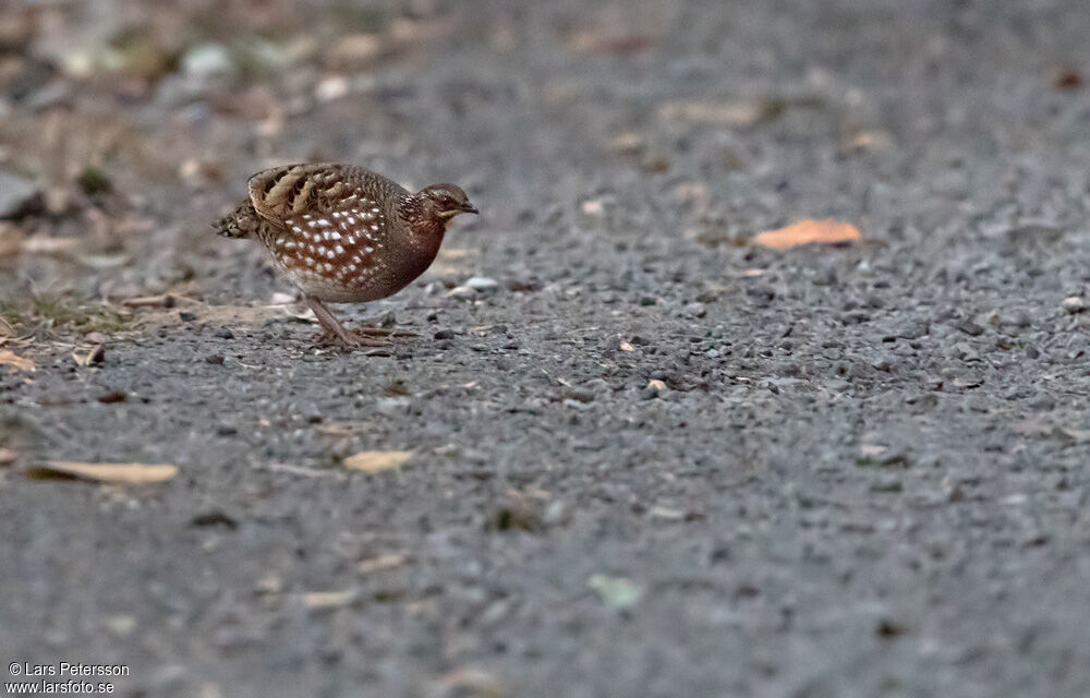 Rufous-throated Partridge