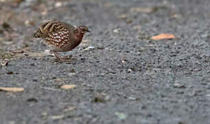 Rufous-throated Partridge