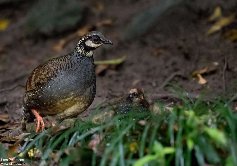 Taiwan Partridge