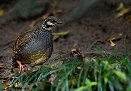 Taiwan Partridge