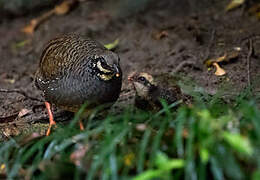 Taiwan Partridge