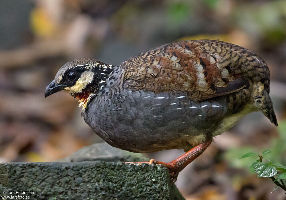 Taiwan Partridge