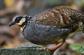 Taiwan Partridge