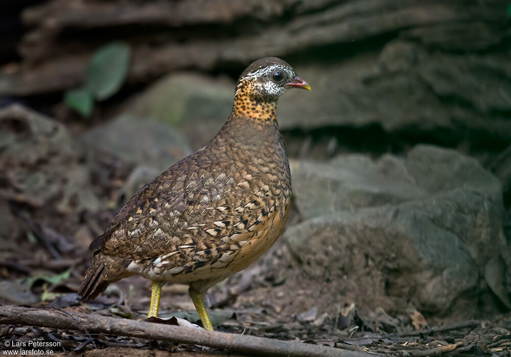 Green-legged Partridge