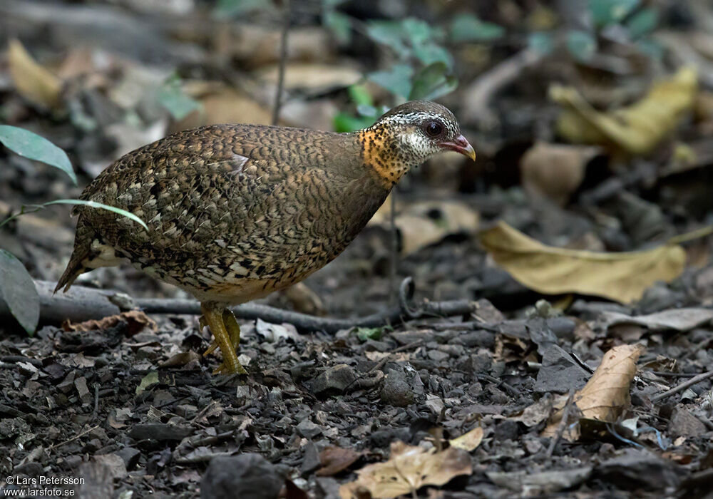 Green-legged Partridge