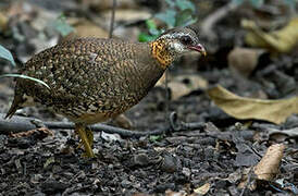 Green-legged Partridge