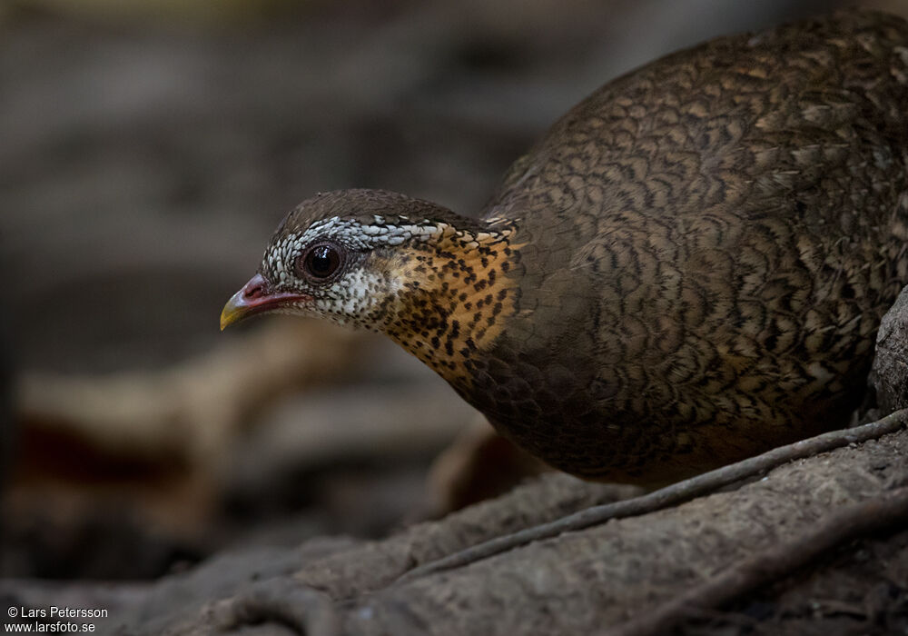 Green-legged Partridge