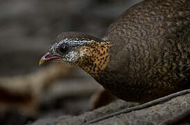 Green-legged Partridge