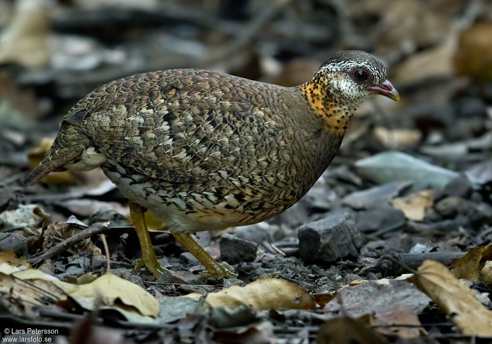 Green-legged Partridge